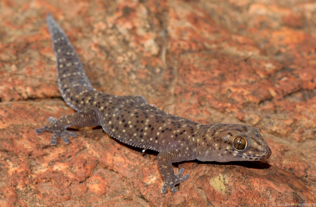 Cape Thick-toed Gecko