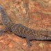 Cape Thick-toed Gecko - Photo (c) Joubert Heymans, some rights reserved (CC BY-NC-ND), uploaded by Joubert Heymans