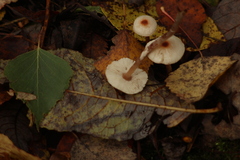 Lepiota cristata