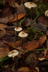Lepiota cristata