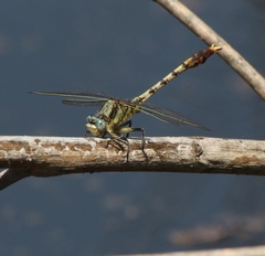 Arigomphus lentulus