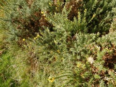 Ulex gallii