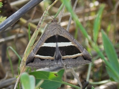 Grammodes bifasciata