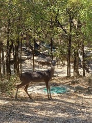 Odocoileus