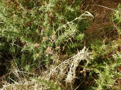 Erica cinerea