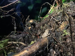 Pristimantis ventrimarmoratus