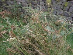 Juncus conglomeratus