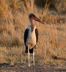 Leptoptilos crumenifer