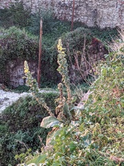 Verbascum phlomoides