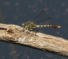 Arigomphus lentulus
