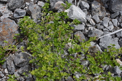 Ribes oxyacanthoides