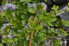 Ribes oxyacanthoides