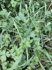 Ranunculus
