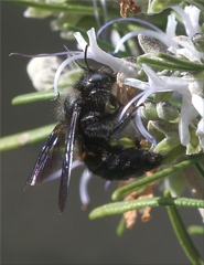 Xylocopa iris