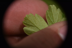 Ribes oxyacanthoides