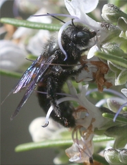 Xylocopa iris