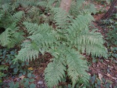 Dryopteris dilatata
