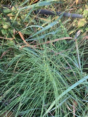 Equisetum