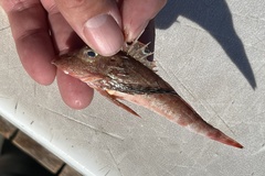 Prionotus longispinosus