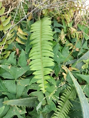 Nephrolepis exaltata