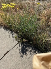 Senecio spartioides