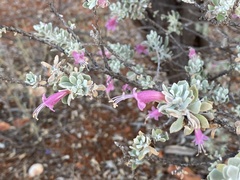 Eremophila glandulifera