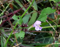 Galeopsis pubescens