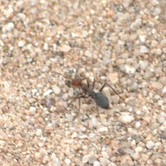 Myrmecocystus melliger