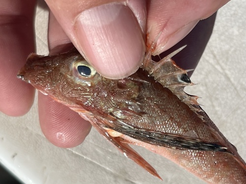 Bigeye searobin (Prionotus longispinosus) — Triglidae — 3