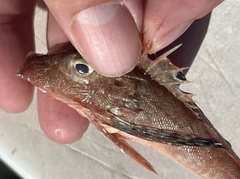 Prionotus longispinosus