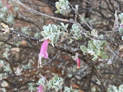 Eremophila glandulifera
