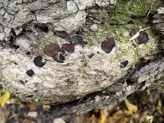 Pachyella