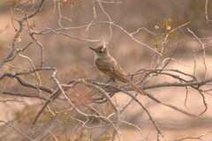 Myiarchus