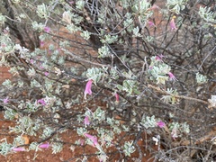 Eremophila glandulifera