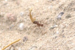 Acromyrmex versicolor