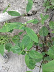 Euphorbia graminea