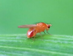 Camptoprosopella slossonae