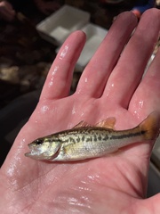 Micropterus punctulatus