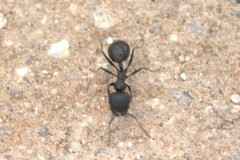 Veromessor pergandei