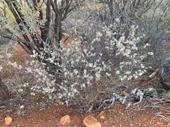 Eremophila glandulifera