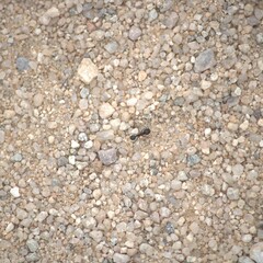 Veromessor pergandei