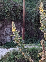 Verbascum phlomoides