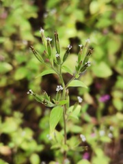 Stevia micrantha