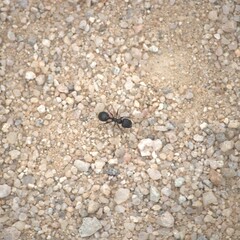 Veromessor pergandei