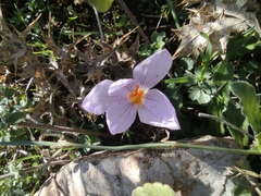 Crocus longiflorus