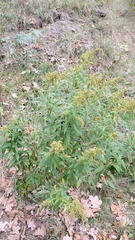 Solidago gigantea