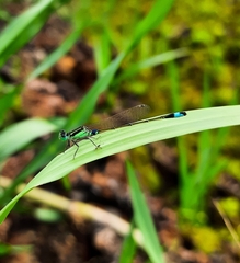 Ischnura senegalensis
