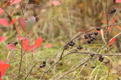Aronia mitschurinii