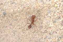 Pogonomyrmex californicus