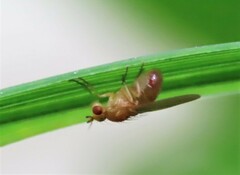 Camptoprosopella slossonae